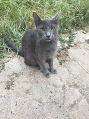 Русккая голубая кот