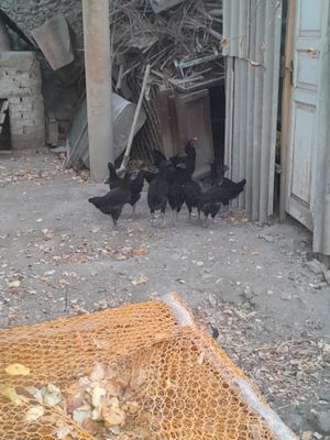 Qora shahzoda tovuq