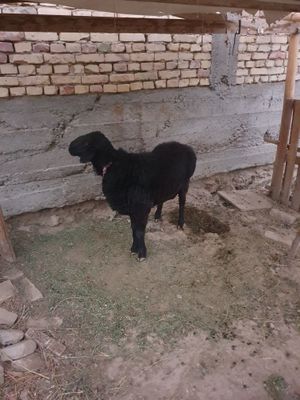 Кучкорлар сотилади