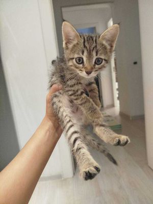 Котёнок девочка. Отдадим в хорошие руки
