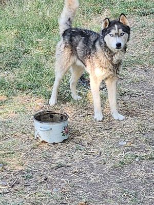 Сибирский хаски сотилади
