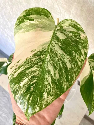Монстера Альба, вариегатное бело-зелёное растение
