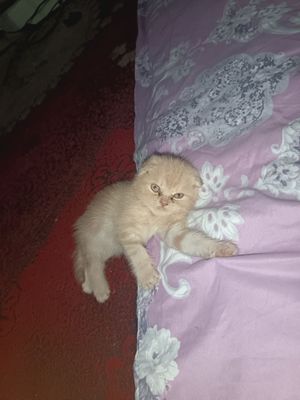 Scottish fold va strayt mushukchala