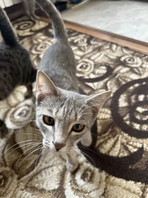 Aqilli shirin mushukchalar