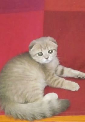 Продаётся мальчик скоттиш фолд лиловое золото