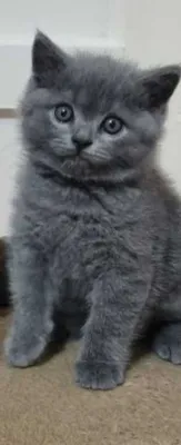 Котёнок скоттиш страйт. (мальчик)