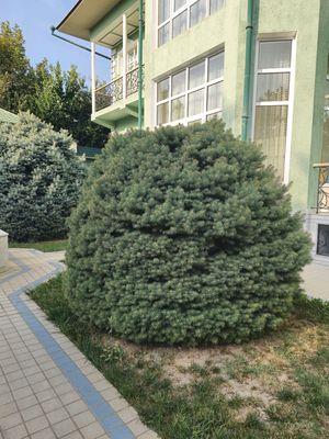 голубые ели российские.