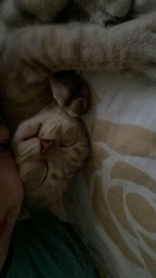 продаем кота