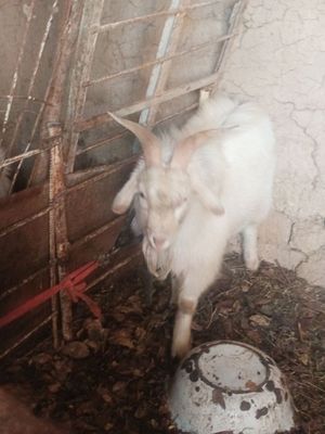 Sveji rasm sila uchun domboqinna taka olila pulini kelishamiz