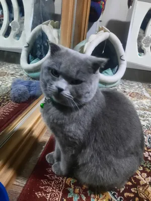 yosh 1, passport bor,emlangan,zod scotsh fold