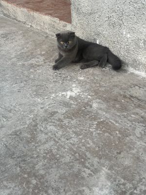 Mushuk