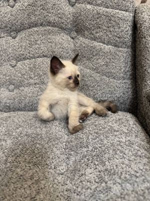 Продам Сиамские кошки