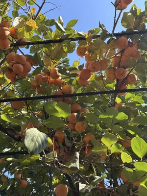 Хурмо мева сотилади .