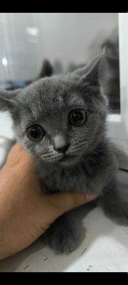 Котёнок / Mushukcha