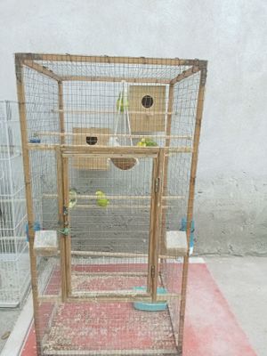 Продам волнистых попугайчиков