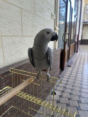 Jako 8 oylik 7 8 gapi bor