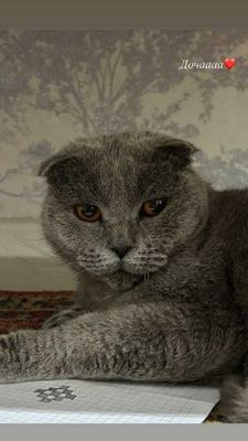 Шотландский кошки (Shotlandskiy mushuk)