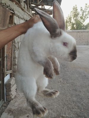 Quyonlar sotiladi