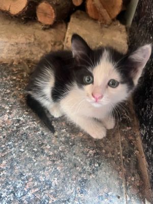 Продаётся котята