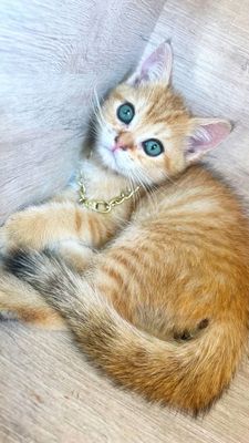 Zalatistiy shinshila tabby sotiladi