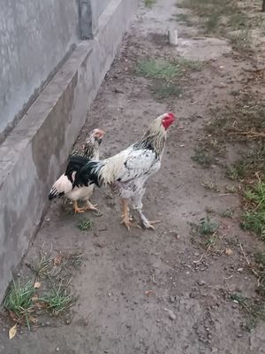 Xoroz tovu sotladi 300 ming som