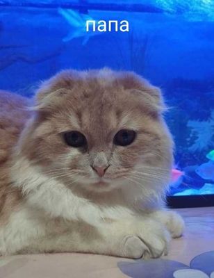 Британская кошка и шотландский кот