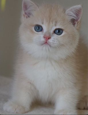 Шотланские котята шиншиллы