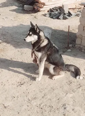 Surochna sotiladi yoki barter qilinadi Zoti toza qiz bola aqilli kuchu