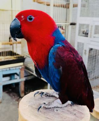 Eclectus parrots