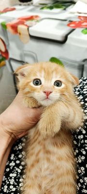 Веслоухие шотландские котята продаются