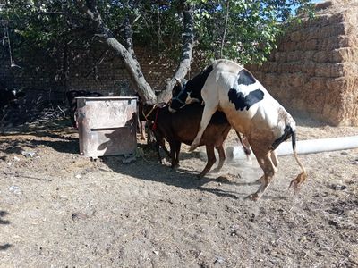 Zotga buqa sotladi