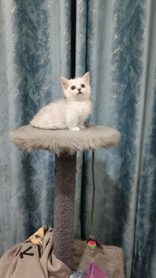 Продаётся котёнок породы мальчики