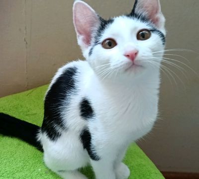 котенок (мальчик)
