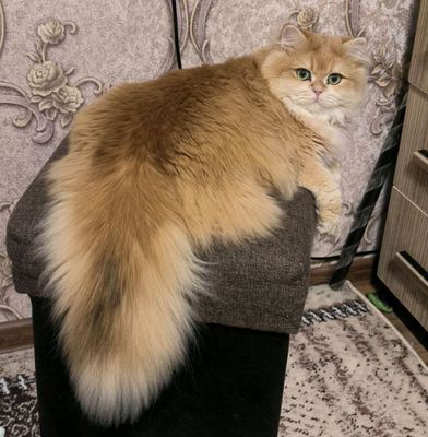 Zalatiskiy shinshilla Ny12 okras Erkak