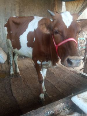 Gunajin sotiladi
