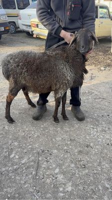 Qoylar sotiladi aksiya narhlarda