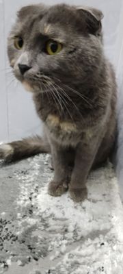 scottish fold