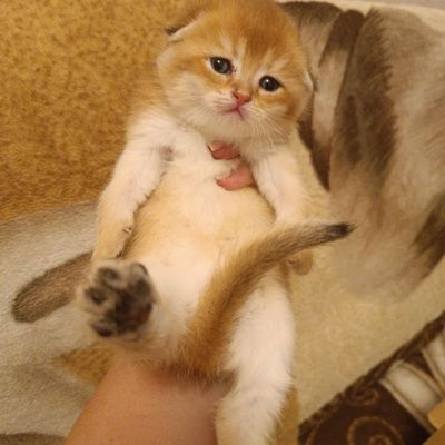 Скоттиш Фолд золотые шиншилы