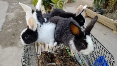 Parodali quyonlar pandacha