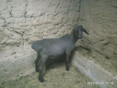 Qochqor sotiladi