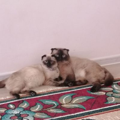 Продаются котята: сиамские вислоухие.