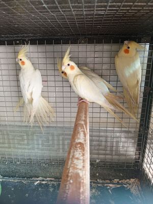 Karella lemon sotiladi