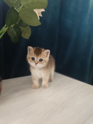 Котенок породы британец