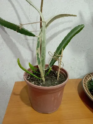 Питахайя(драгон фрукт)