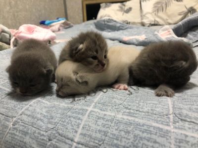 Продаются породистые вислоухие котята