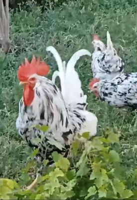 Легорн Далматин, Изабэлла, Парселан Тухум ва жужалари бор