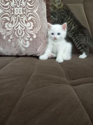 Продаётся кошка