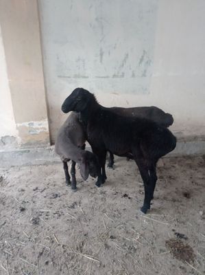 Qochqor sotiladi