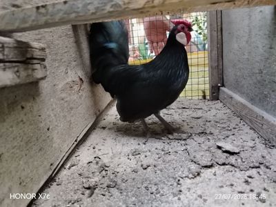 Oq zirak Xo'roz sotiladi