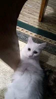 игривая кошечка